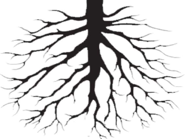 Transparent Background Root Clipart - Png Download (640x480), Png Download