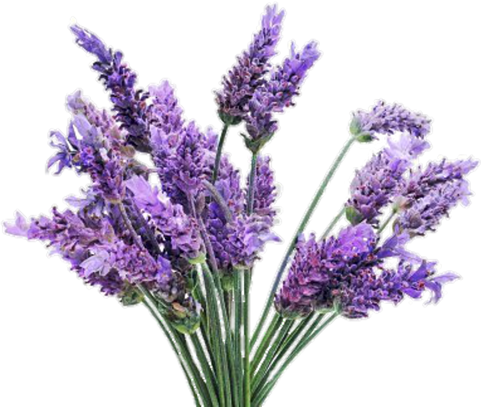 Png Image Lavender Plant Clipart Large Size Png Image Pikpng