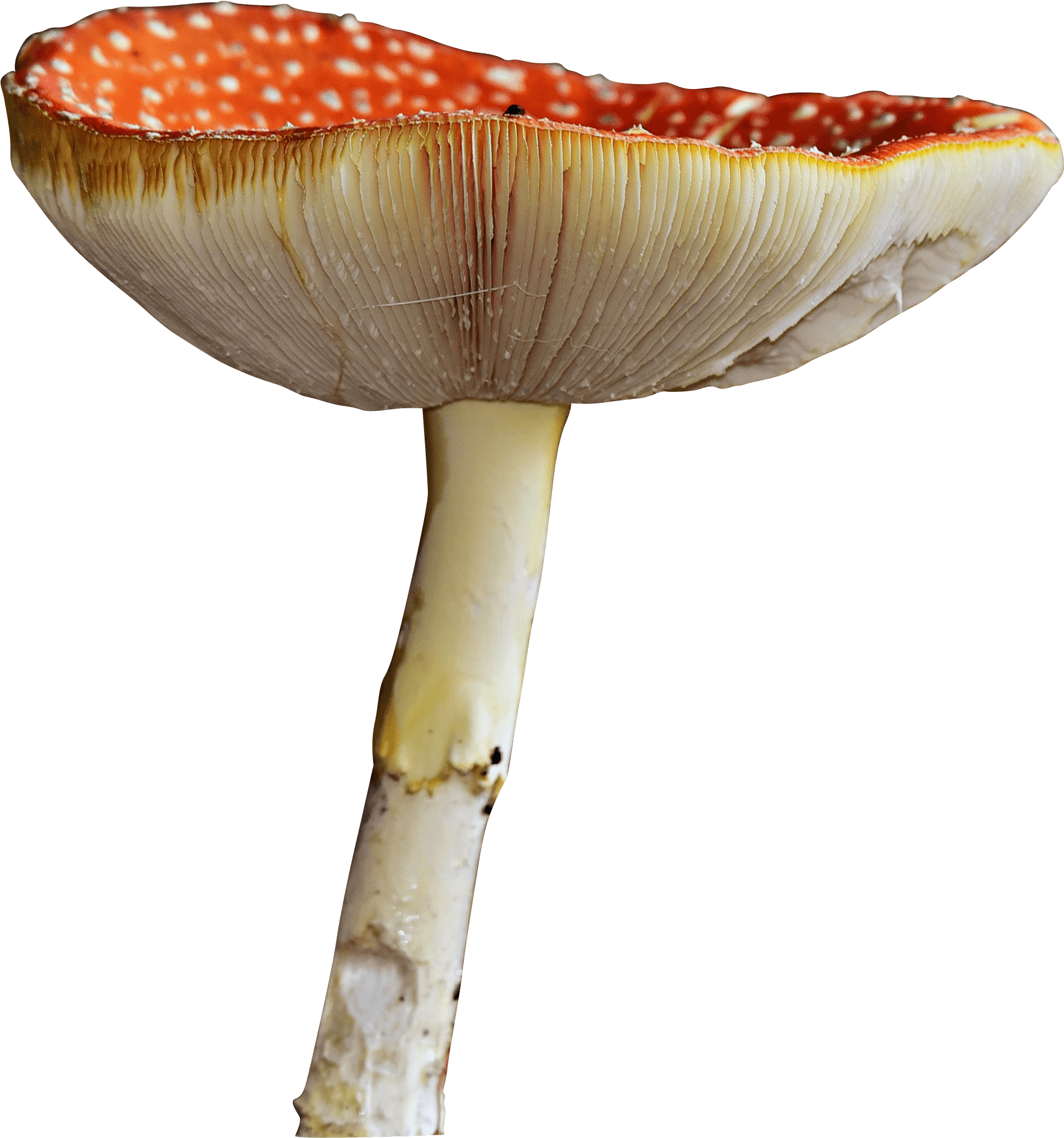 Download - Edible Mushroom Clipart (2237x2231), Png Download