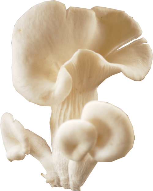 Mushroom Download Transparent Png Image - Oyster Mushroom Png Clipart (500x623), Png Download