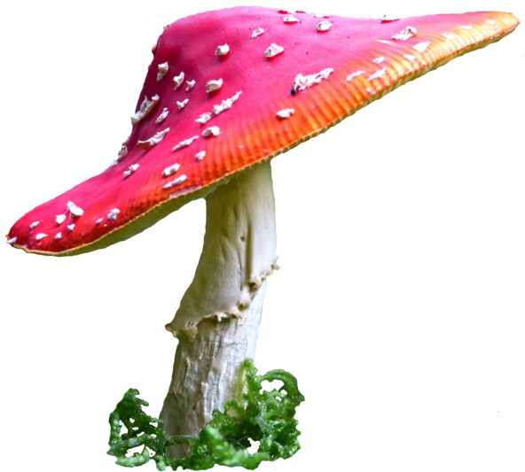 Alice In Wonderland Mushroom Png Clip Art Royalty Free - Alice Mushrooms Png Transparent Png (592x533), Png Download