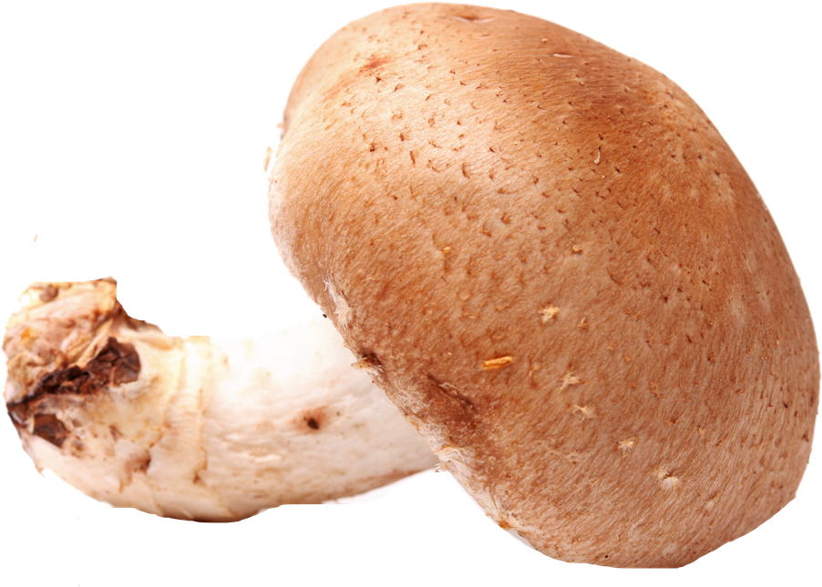 Penny Bun Clipart (1200x800), Png Download