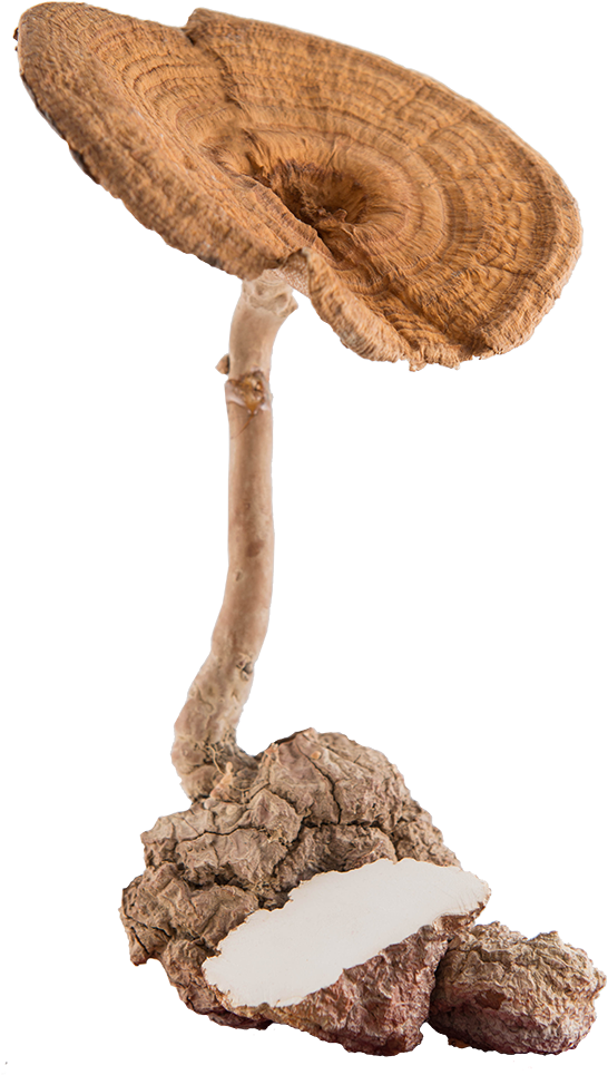 Traditonal Use Of Tmm - Tiger Milk Mushroom Clipart (579x1000), Png Download