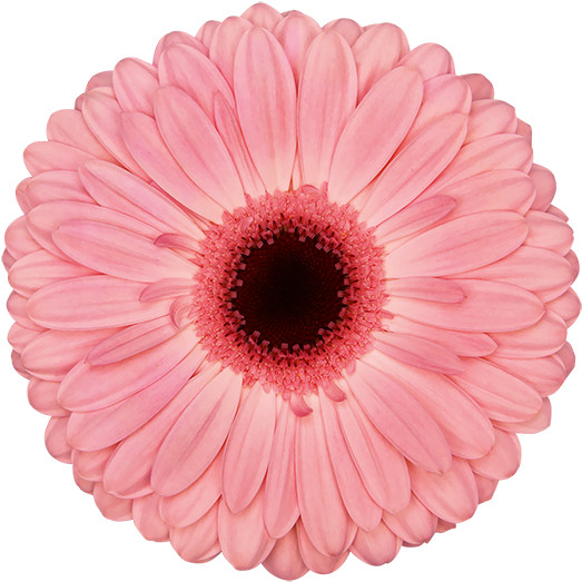 Blush - Barberton Daisy Clipart (600x600), Png Download