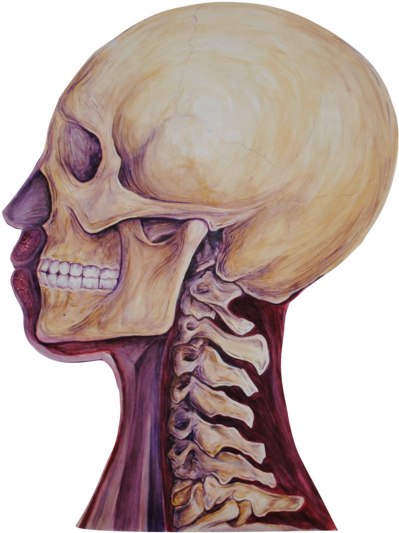 03 Heads Bone - Skull Clipart (1000x691), Png Download