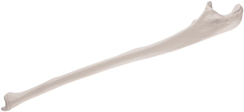 Free Png Download Replica Human Ulna Bone Png Images - Human Ulna Bone Clipart (850x422), Png Download