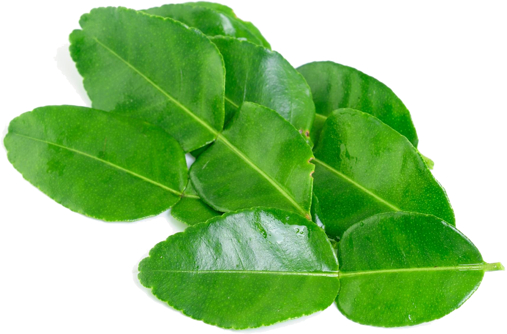 Kaffir Lime Leaves Png Background Image - Kaffir Lime Leaves Clipart (2000x1471), Png Download