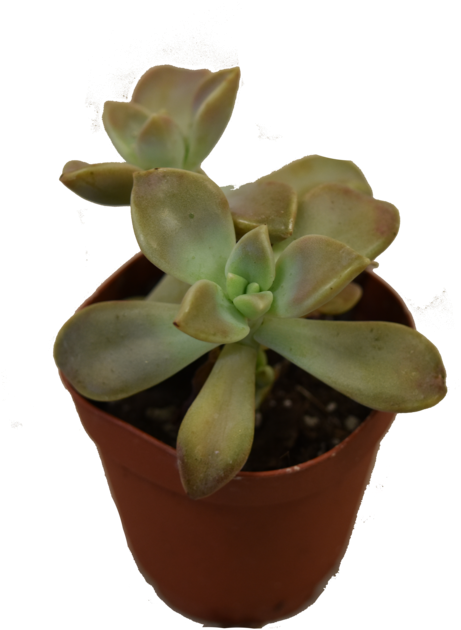 Mini Succulent - Flowerpot Clipart (1000x667), Png Download