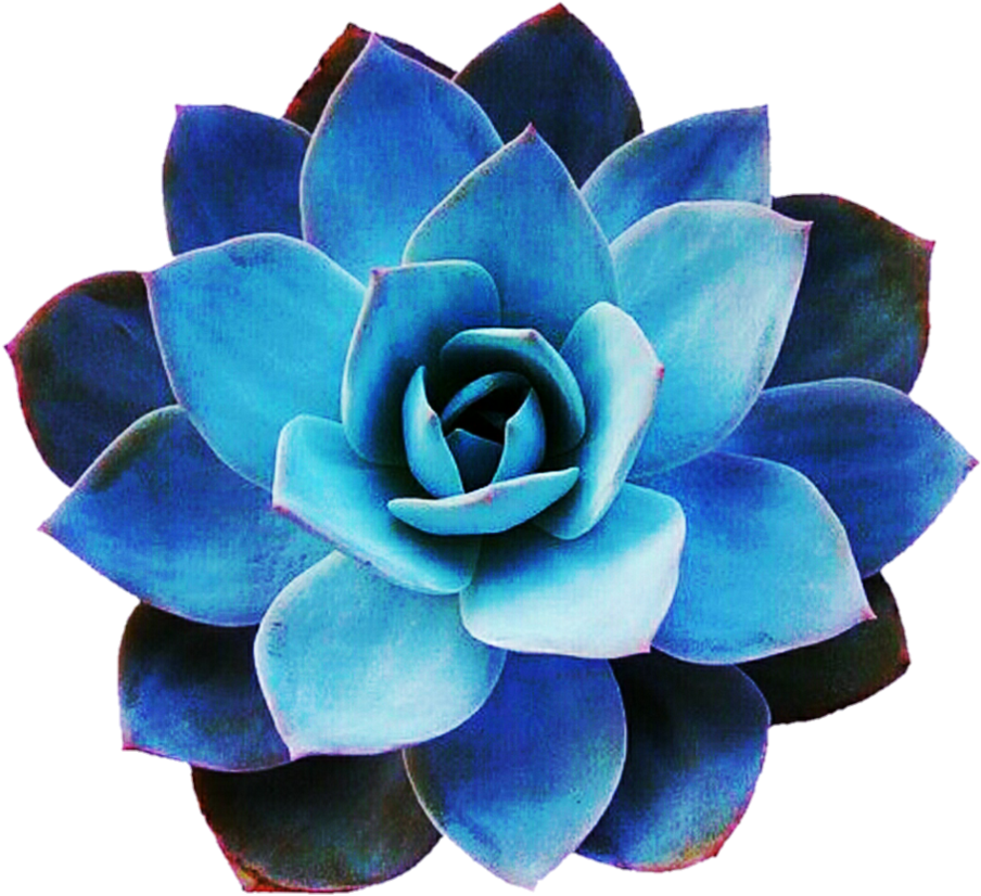 Succulent Png - Succulent Echeveria Blue Star Clipart (936x853), Png Download