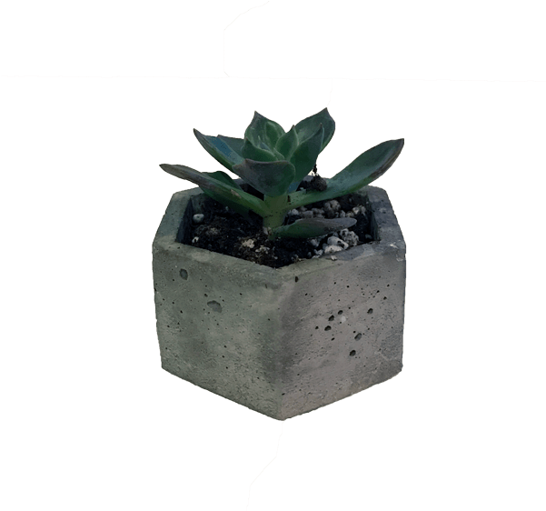 Succulent Large - Niche Plant Png Clipart (600x588), Png Download