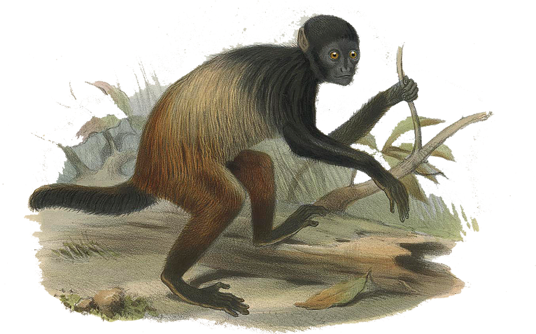 Primate Watching - Spider Monkey Clipart (783x476), Png Download