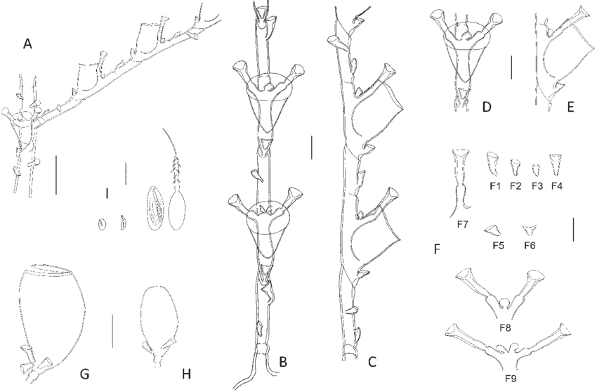 Halopteris Sibogae - Line Art Clipart (850x558), Png Download