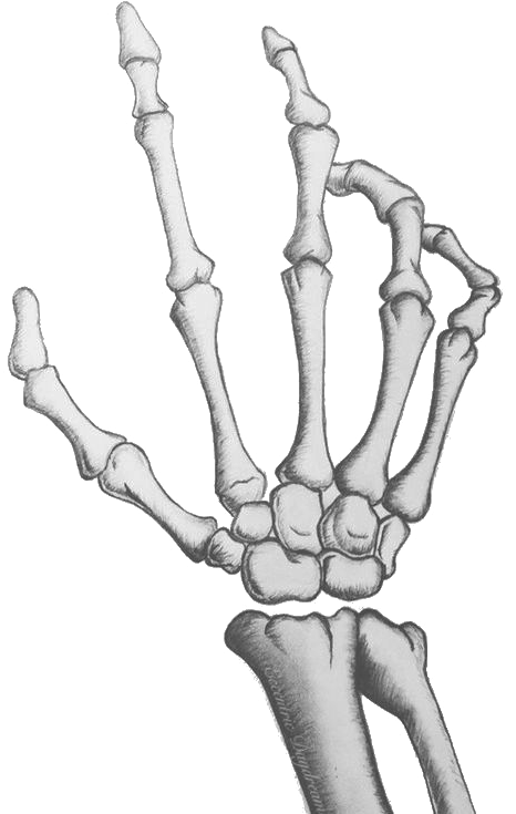 Bone Hand Png Clipart (473x750), Png Download
