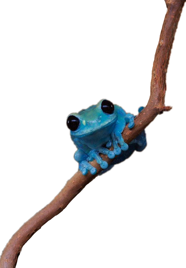 Scfrogs Frogs Frog Blue Bluefrog Froggy Cutefrog - Elephant Clipart (610x879), Png Download