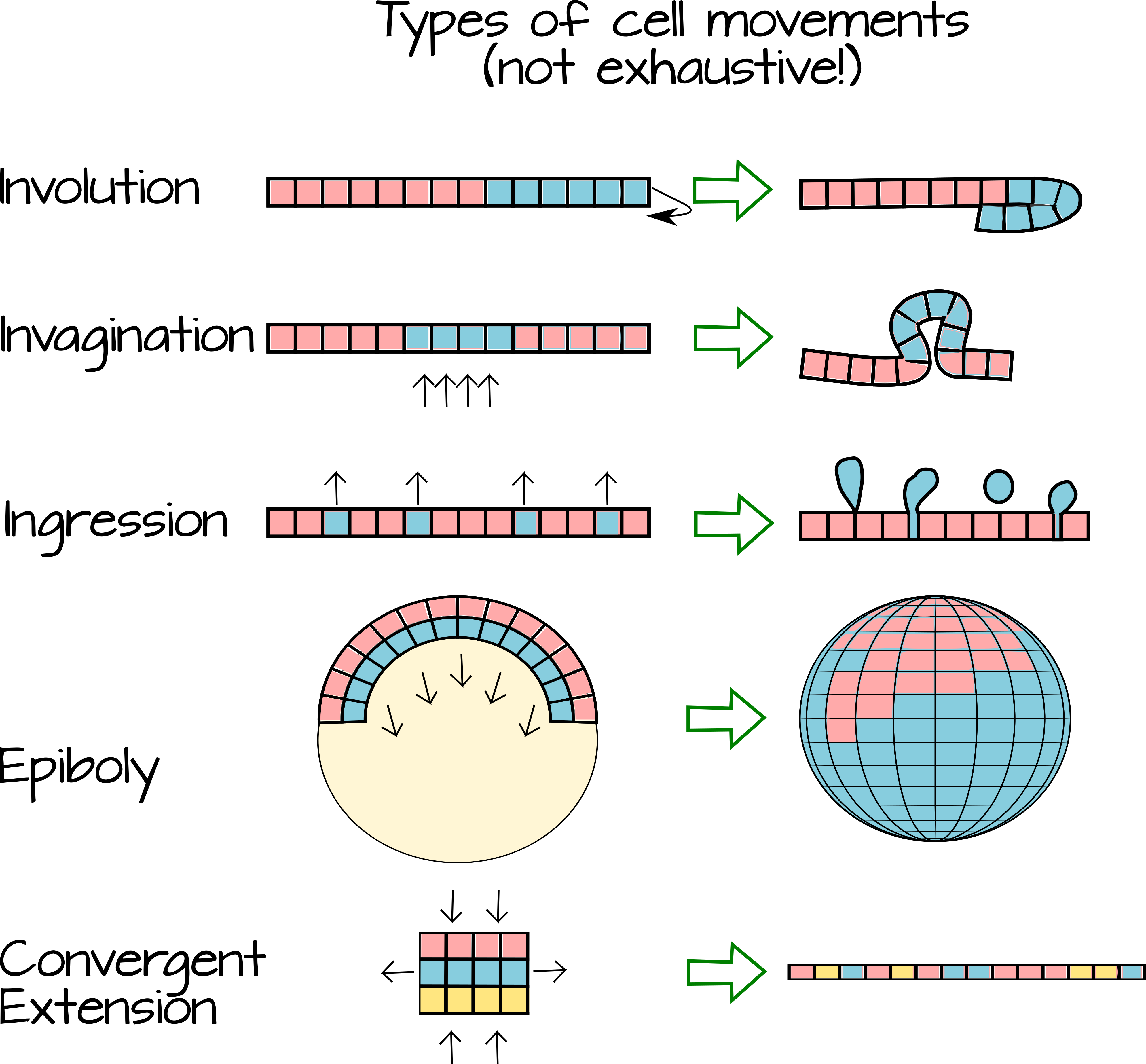 Cellmovements - Circle Clipart (3980x3695), Png Download