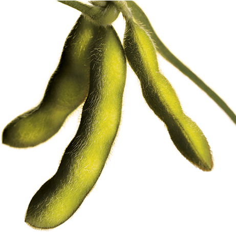 Bean Plant Png Clipart (567x560), Png Download