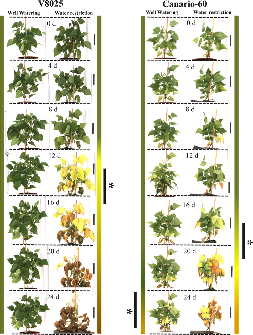Phenotyping Bean Plant - Houseplant Clipart (906x1181), Png Download