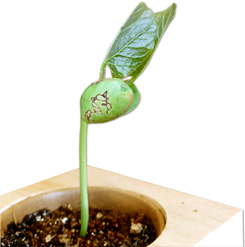 Unicorn Seed To Grow Personalised Ecocube Einhornbohne Clipart Large Size Png Image Pikpng