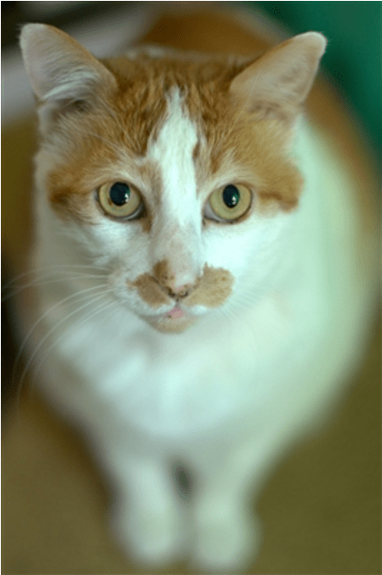 Donate To Petrescue - Domestic Short-haired Cat Clipart (638x638), Png Download