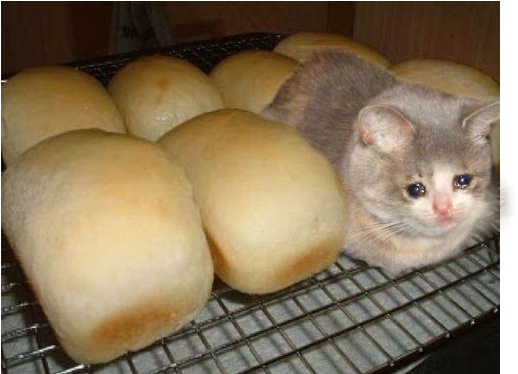 Я Кот А Не Хлеб Clipart (1005x750), Png Download