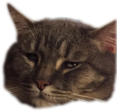 Lol He Was A Sweet Cat - Domestic Short-haired Cat Clipart (553x629), Png Download