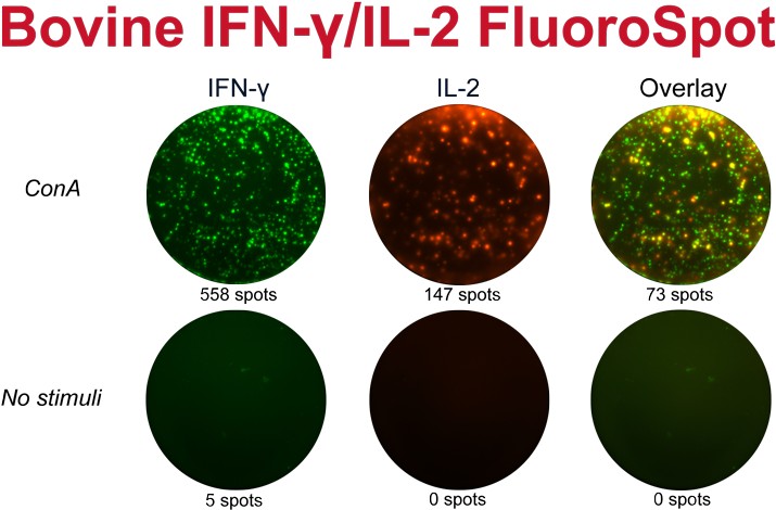 Bovine Ifn Γ/il 2 Fluorospot Kit - Circle Clipart (800x524), Png Download