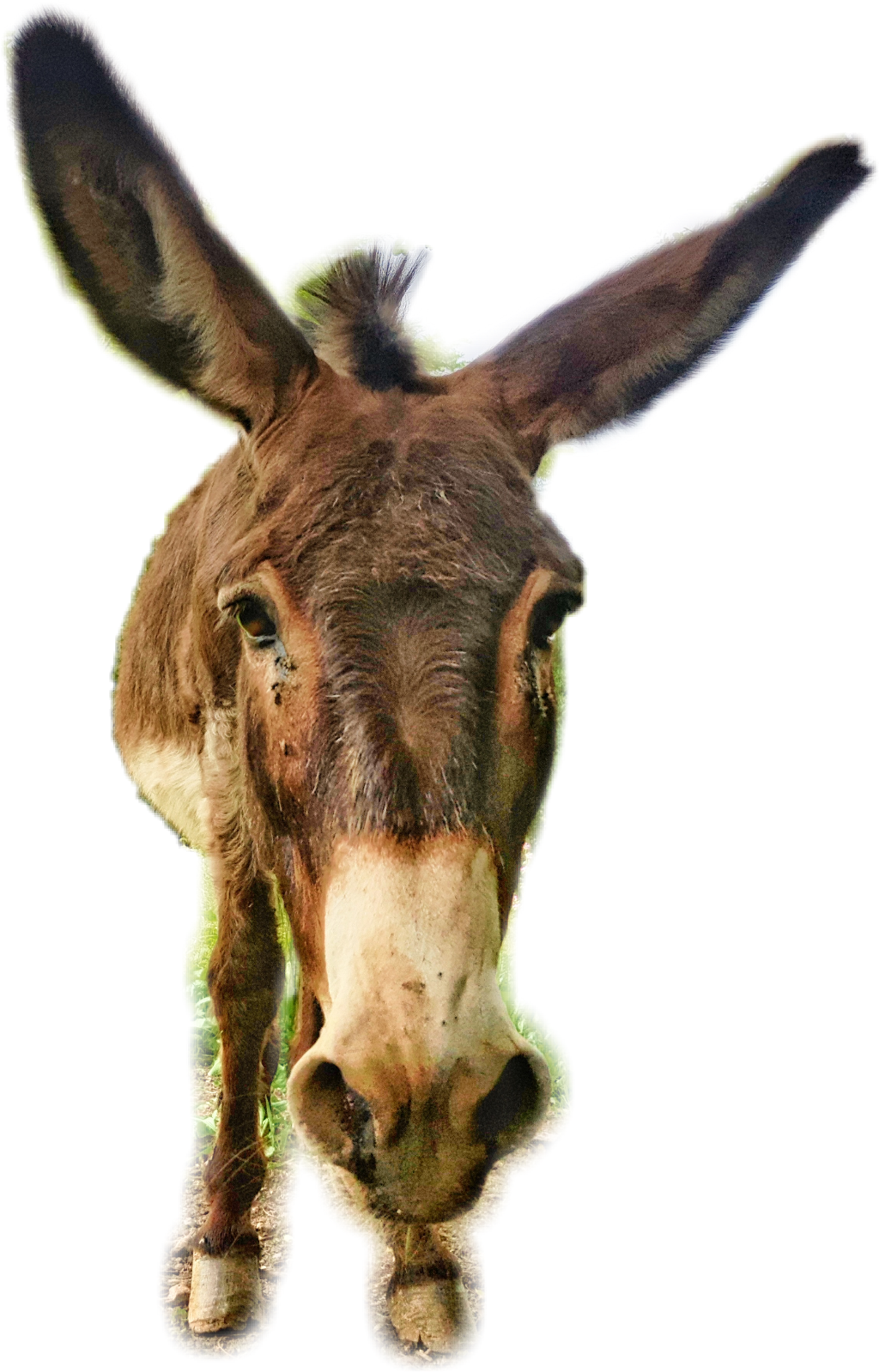Donkey Sticker Clipart (1024x1599), Png Download