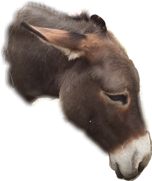 Burro Clipart (523x624), Png Download