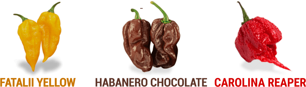 Frutti Fatalii, Habanero E Carolina Reaper - Bird's Eye Chili Clipart (1032x468), Png Download