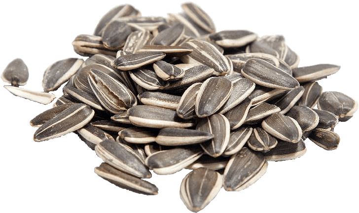 Sunflower Seeds Png - Semente Girassol Png Clipart (750x750), Png Download