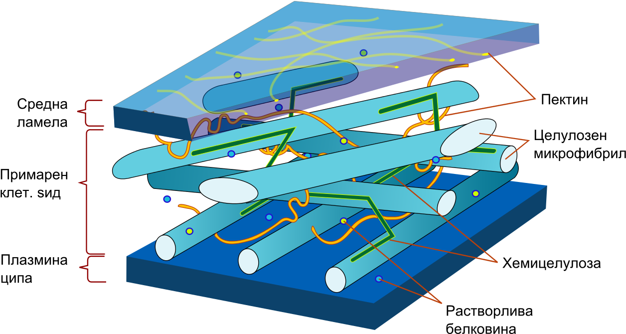 Plant Cell Wall Diagram Mk - Plant Cell Wall Model Clipart (1280x696), Png Download