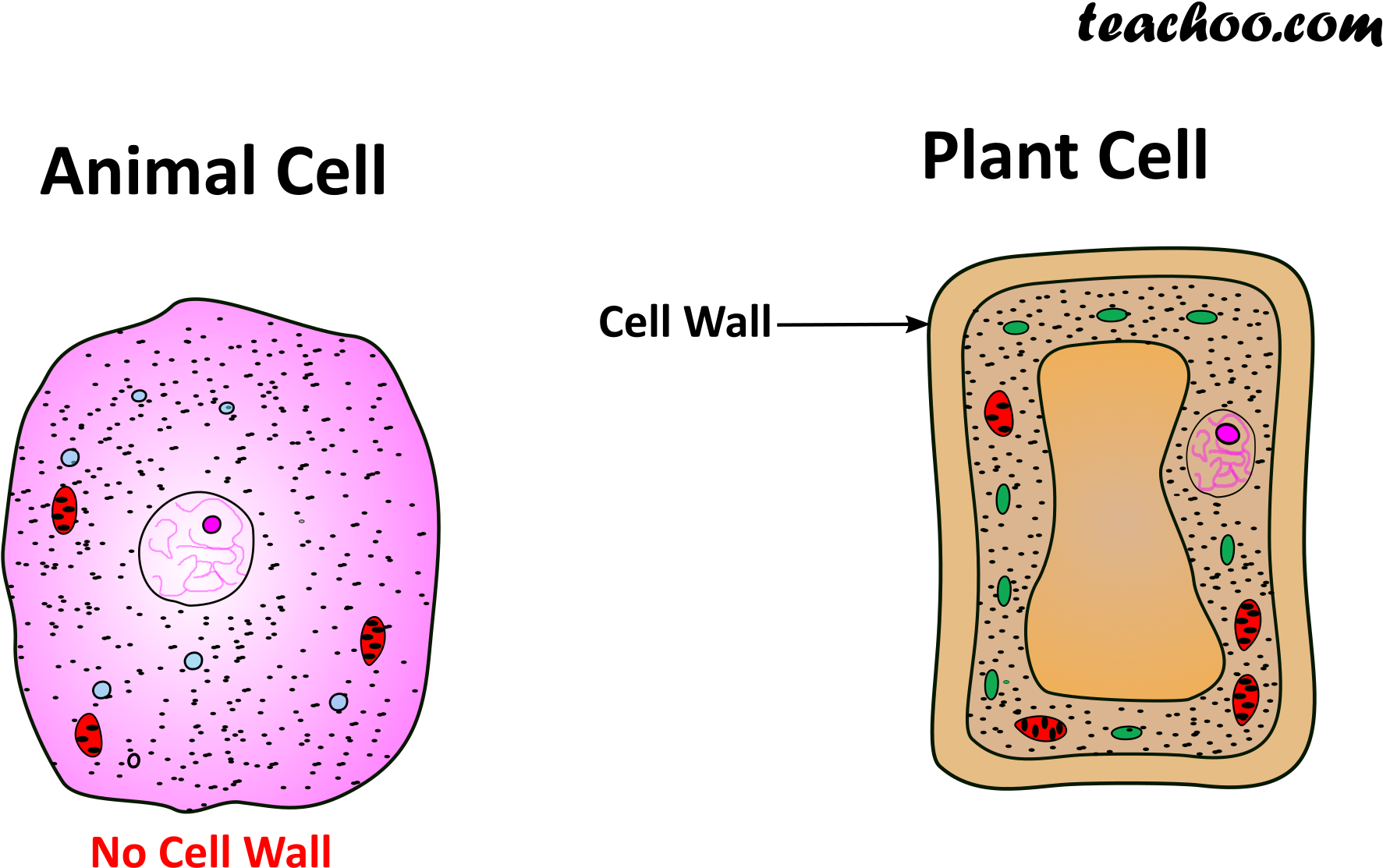 Both Plant And Animal Cell Wall - Java Virtual Machine Clipart (1857x1179), Png Download