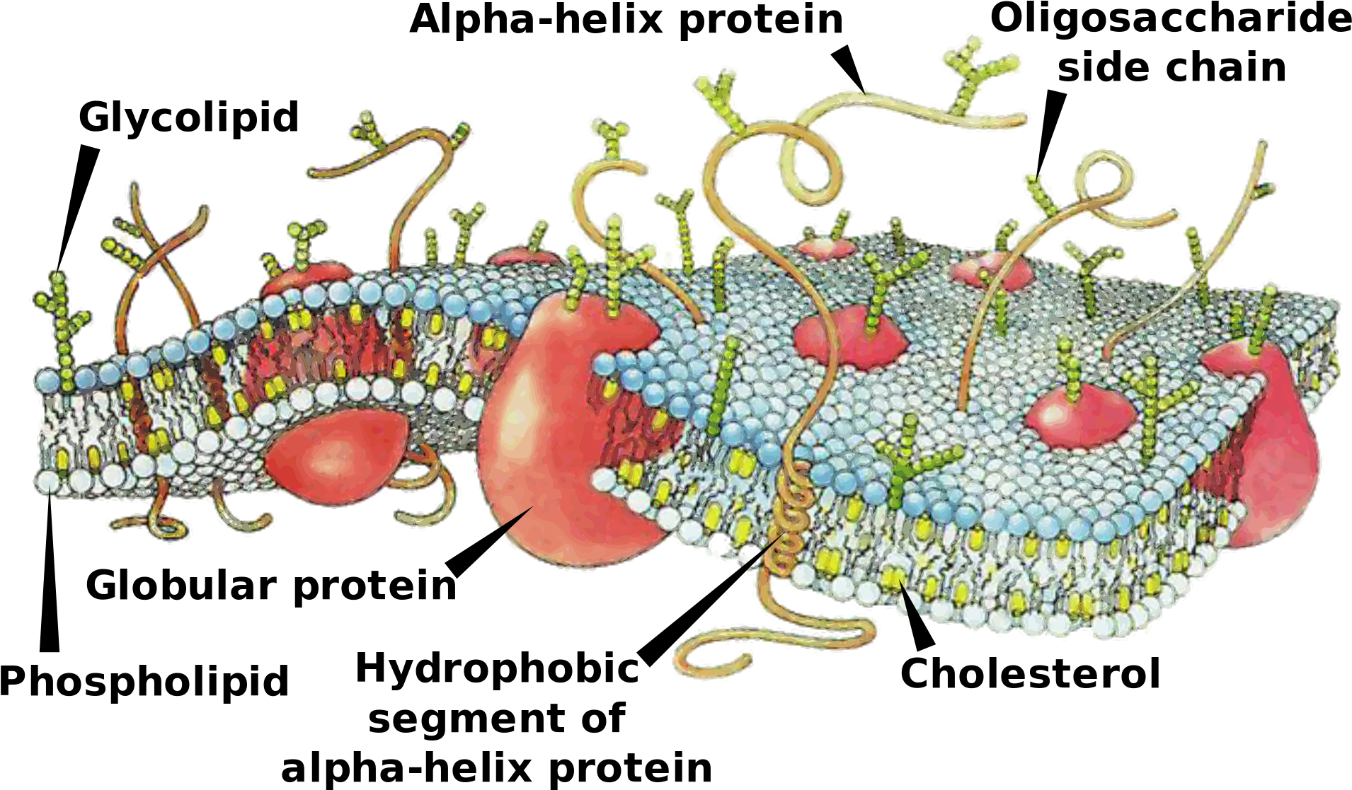 Difference Between Cell Membrane And Plasma Membrane - Cell Membrane Structure Clipart (2000x1229), Png Download