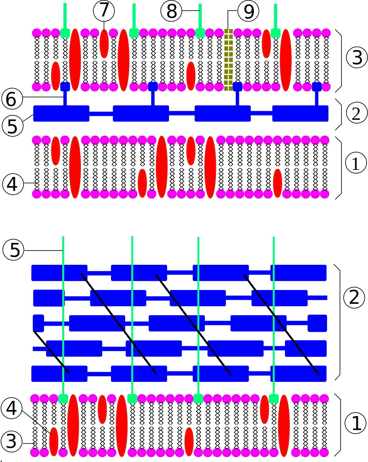 Bacteria Cell Wall - Fungus Cell Wall Cannibalism Clipart (1200x1504), Png Download