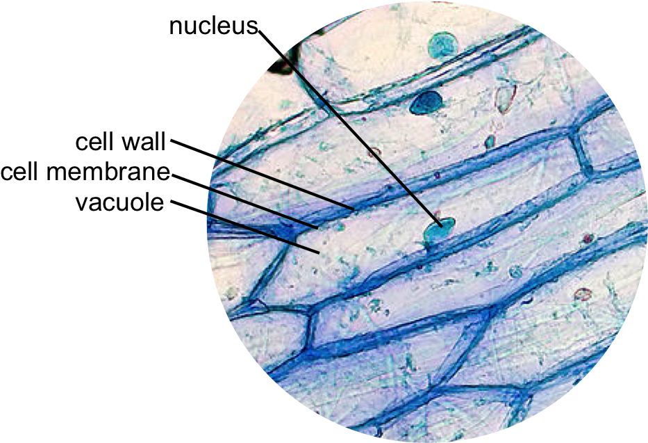 This Is A Typical Onion Cell Slide With Labels - Onion Cell Under Microscope Labelled Clipart (750x503), Png Download