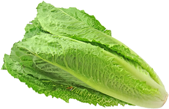 Prices For Romaine Unpredictable As Product Returns - Romaine Lettuce Clipart (600x600), Png Download
