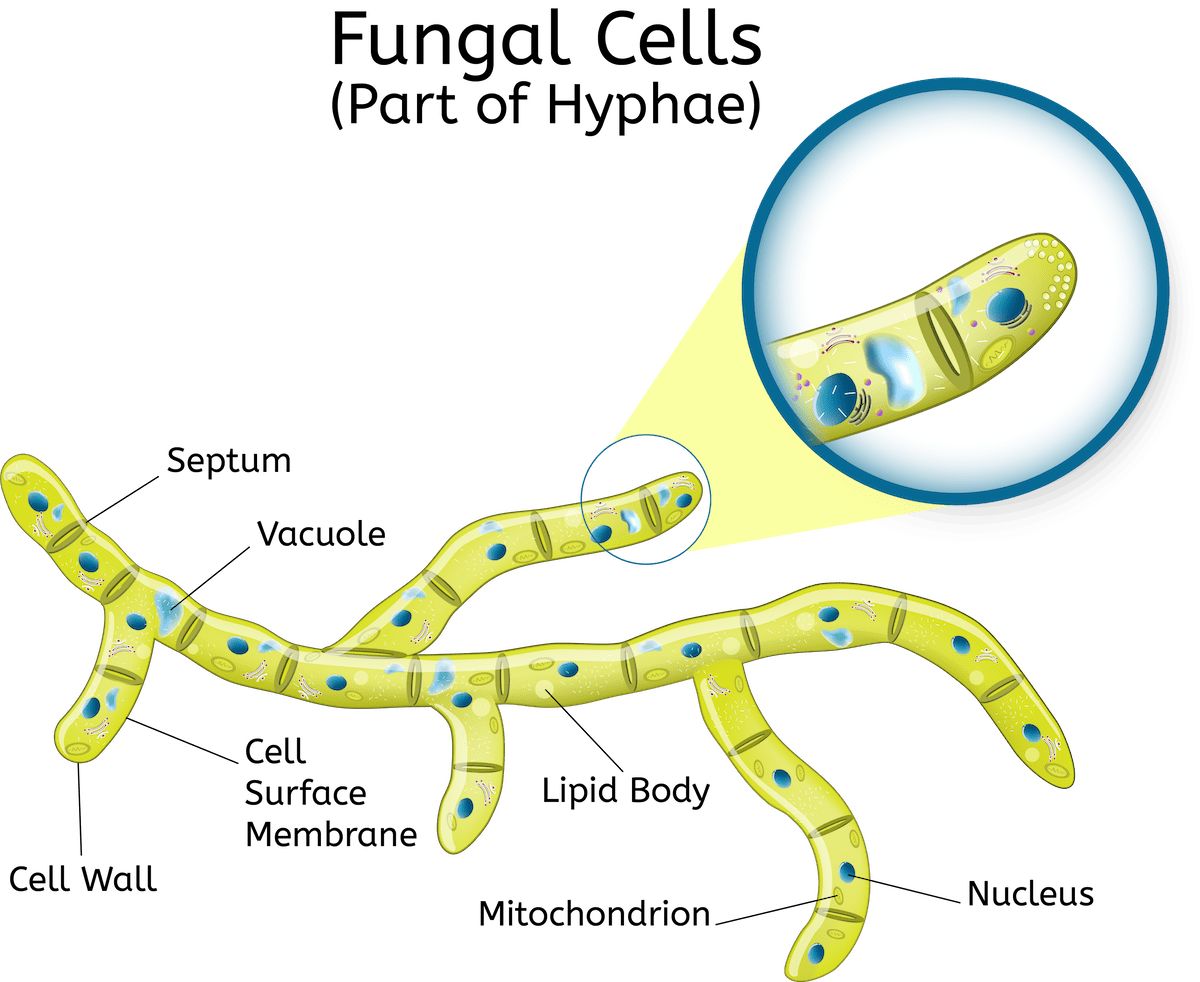 This Means That Every Single Hypha Contains Many Nuclei - Celula De Los Hongos Clipart (1200x982), Png Download