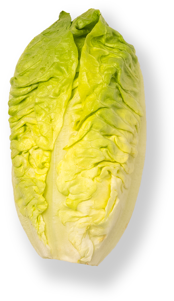 Little Gem - Chicory Clipart (1500x1500), Png Download