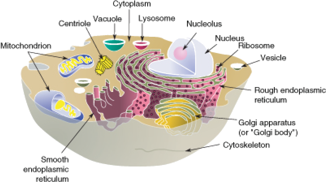 Mitochondria Transparent Cell Membrane Clipart (1121x626), Png Download