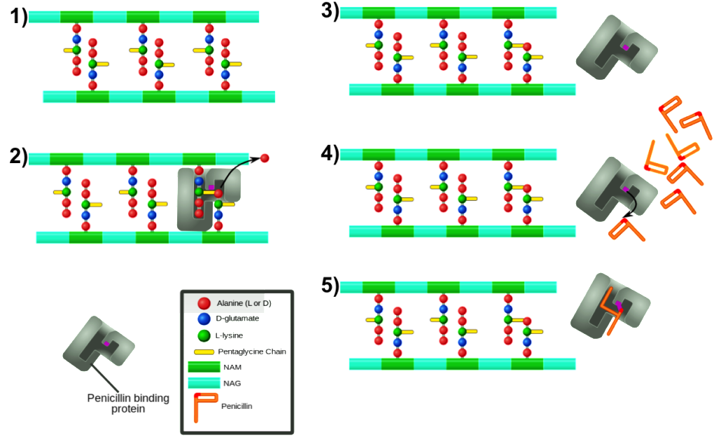 The Role Of Pbp Is Essential For The Survival Of Bacterial - Extended Spectrum Beta Lactamase Mechaniam Clipart (1024x644), Png Download