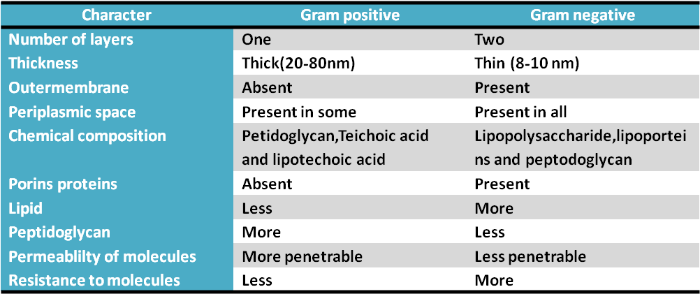 Difference Between Gram Positive And Negative Bacteria Clipart (1024x438), Png Download