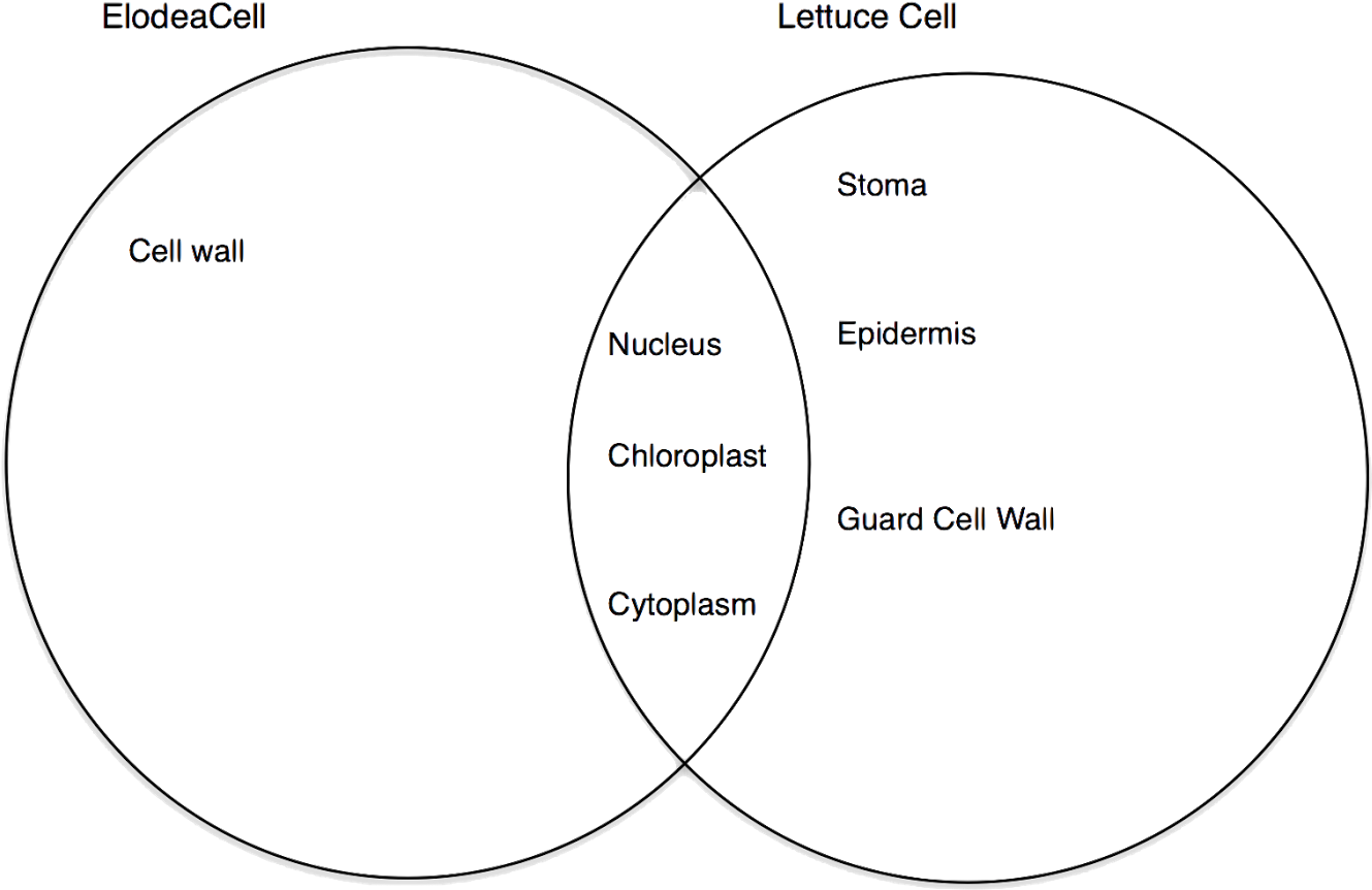 Circle Clipart (1600x1065), Png Download