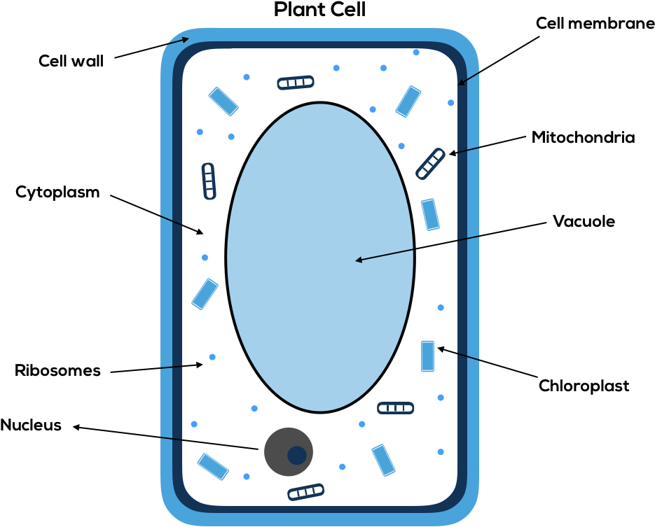 Circle Clipart (949x764), Png Download