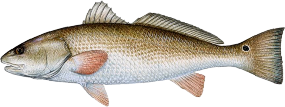 Leave A Reply - Target Strength Of Fish Clipart (940x355), Png Download
