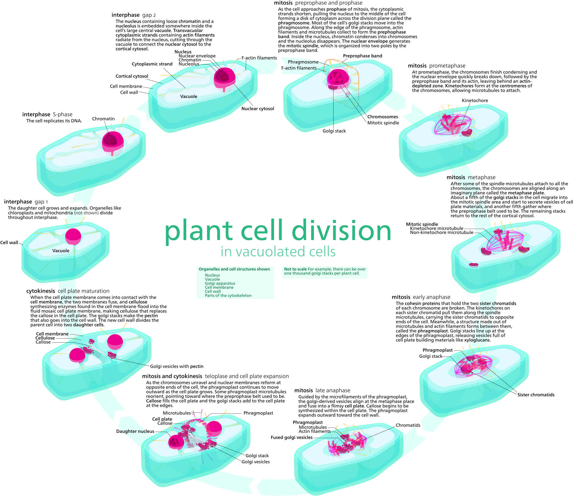 10 Stages Of Mitosis Clipart (2000x1722), Png Download