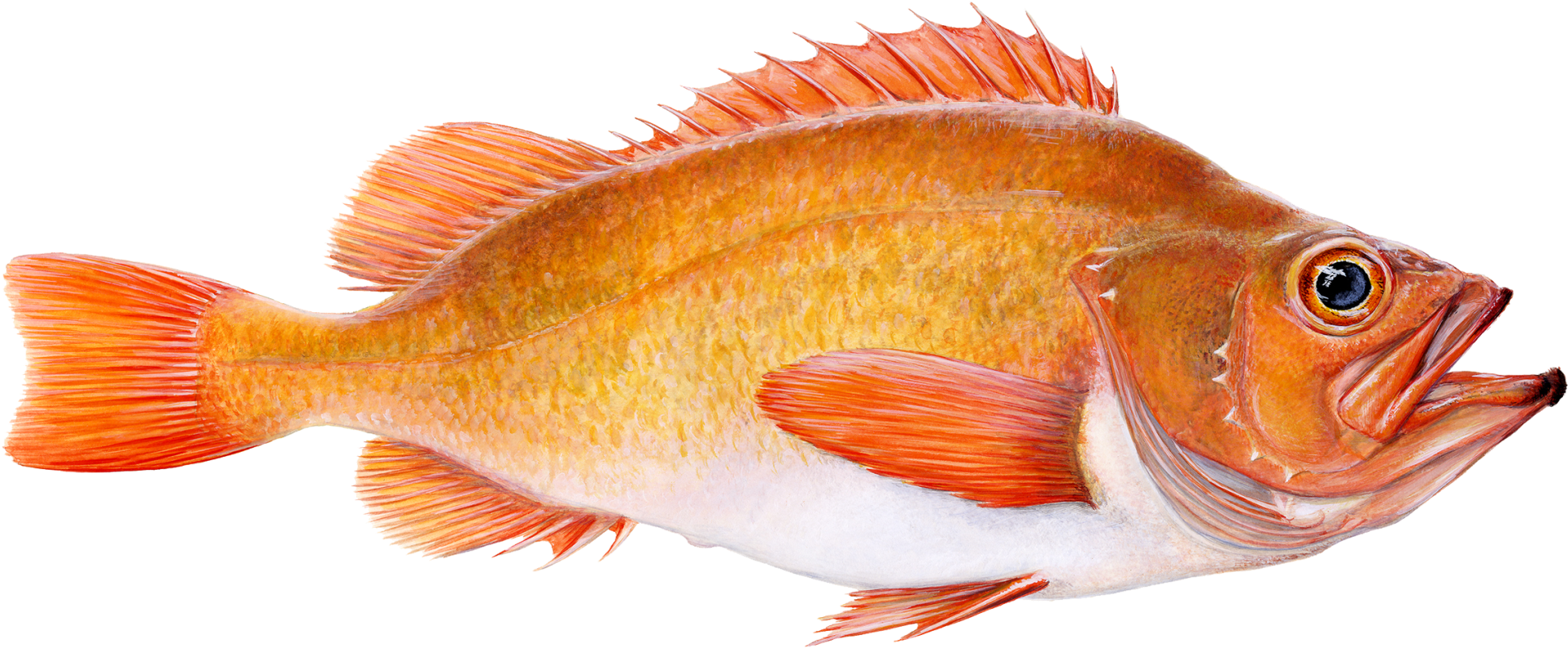 Golden Redfish Clipart (2000x894), Png Download