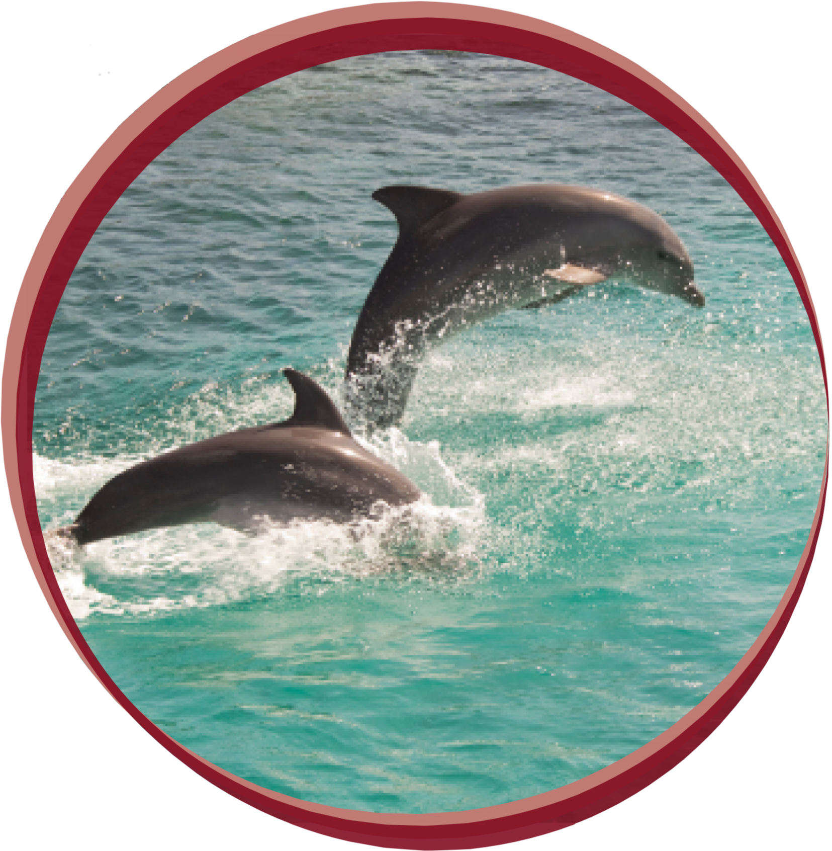 Wholphin Clipart (2000x2000), Png Download
