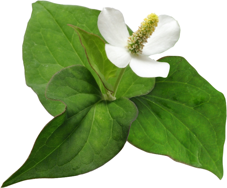 어성초3 누끼 - Houttuynia Cordata Png Clipart (1510x1005), Png Download