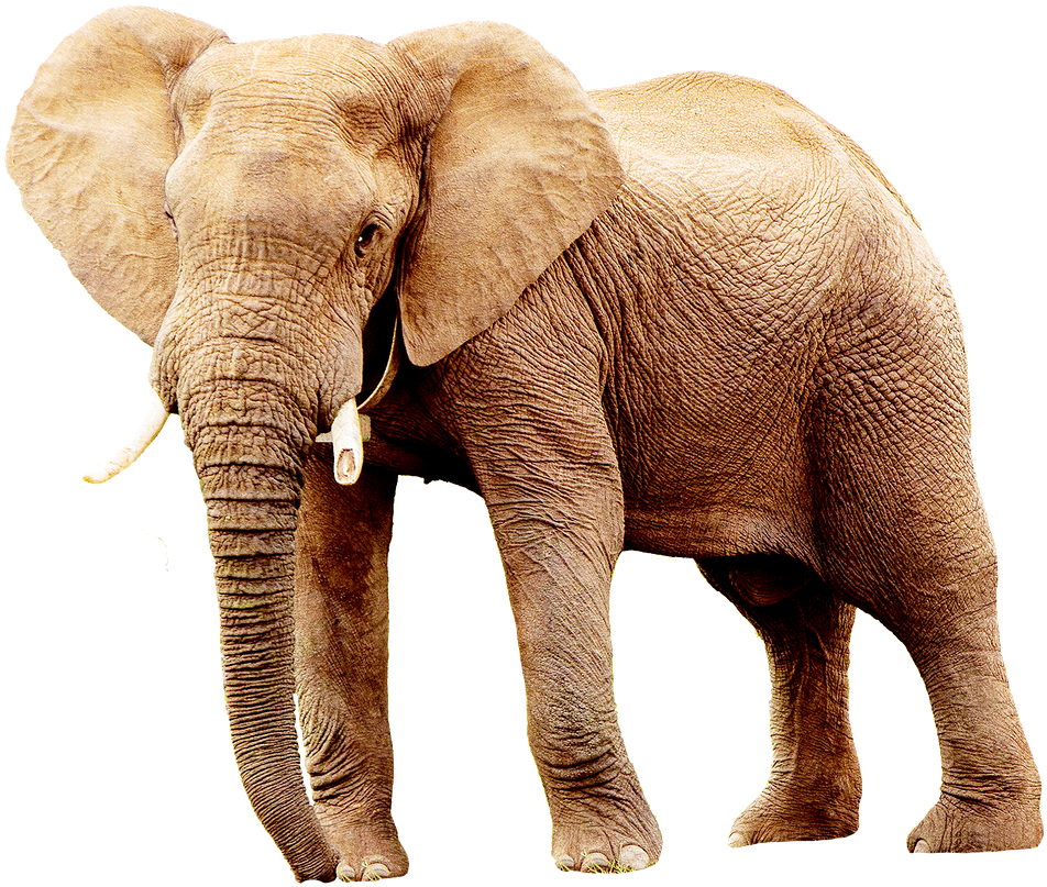 Of Animals,defence, - Imagen De Elefante Png Clipart (1280x943), Png Download