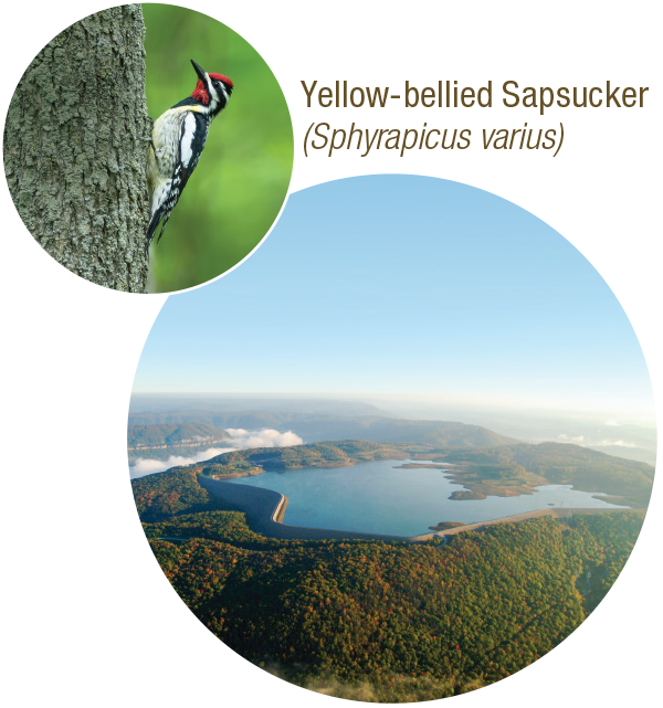 Wildlife Watching - Ivory-billed Woodpecker Clipart (600x641), Png Download